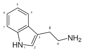Estrutura quimica triptamina